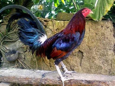 Jenis ayam peruvian atau peru berasal dari negara filipina. gambar ayam sabung Philipina