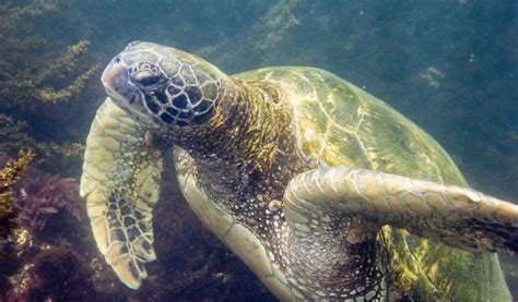 Green Sea Turtle Galapagos Island Facts And Information