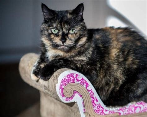 Uc Davis Study Finds That Torties And Calicos Are More