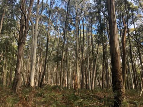 Best 10 Hiking Trails In Wombat State Forest Alltrails