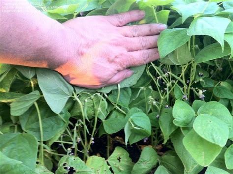 Well anyway, i have had it for at least 5 months now and was wondering if anyone had any tips on how to grow it faster or better?? PlantFiles Pictures: Wax Bean 'Dragon Tongue' (Phaseolus ...