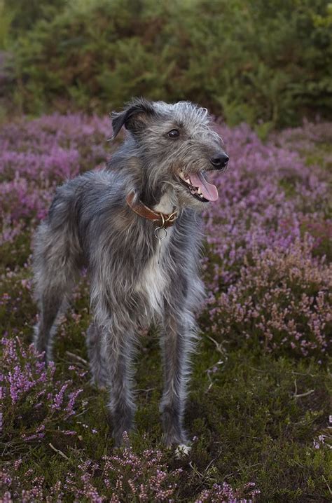 See the search faq for details. bedlington terrier whippet cross | Bedlington whippet ...