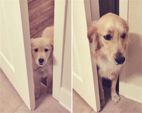 Before And After Photos Of Dogs Growing Up Images Via Boredpanda