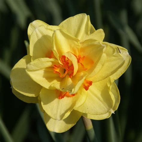 Narcis Narcissus Tahiti Directplant