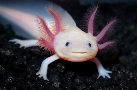 Now Thats A Swimming Smile Axolotl Salamander Finds Home In Austria
