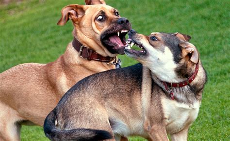 9 Kinds Of Puppy Aggression
