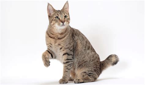 Health, pacific temperament & bobcat. Pixiebob Cat Breed Information