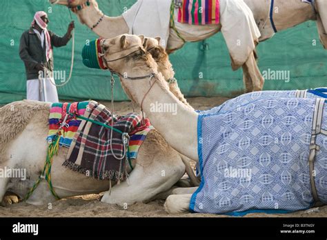United Arab Emirates Dubai Al Marqadh Dubai Camel Racing Track Racing Camels With Camel