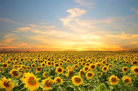Sunflowers Flowers Sunset Sky Splendor Petals Nature Field
