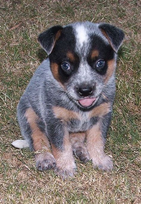 Blue Heeler Pup By Bevb Blue Heeler Puppies Heeler Puppies