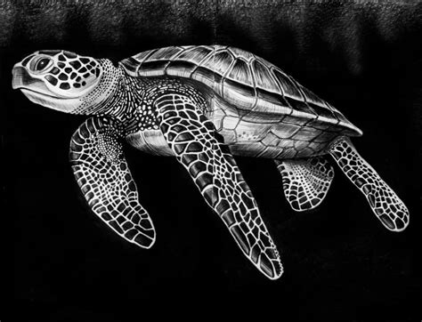 Tim Jeffs Art Ink Drawings Sea Turtle Artwork Sea Turtle Drawing