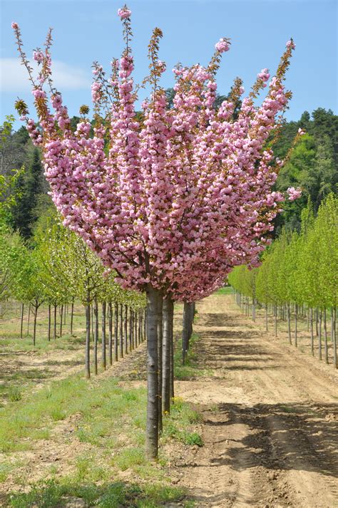 Prunus Serrulata Kanzan Tige Prunus Serrulata Pink Trees Back