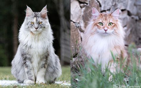 Norwegian Forest Cat Size Comparison