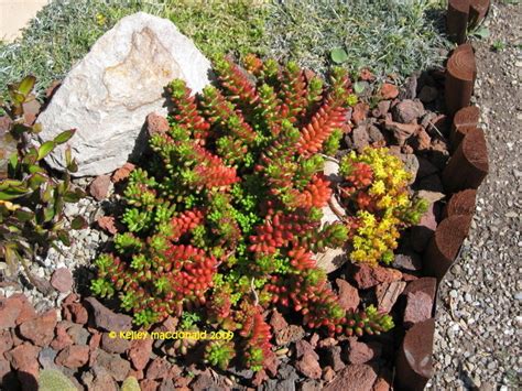 This plant comes from the mountains of brazil, and, unlike the typical desert cactus. PlantFiles Pictures: Jelly-bean Sedum, Pork and Beans ...