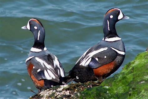 Harlequin Ducks Duck Photography Kingdom Animalia Shorebirds Birds 2