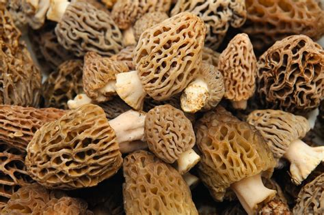 Buying Michigan Morel Mushrooms Buyer Beware Of Bad Mushrooms
