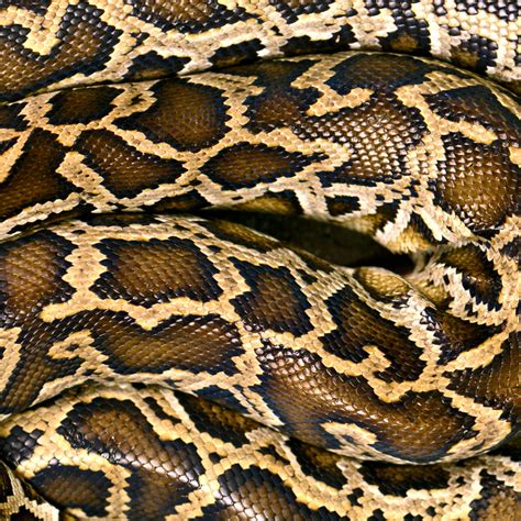 Python Delivers Big On Complex Unlabeled Data