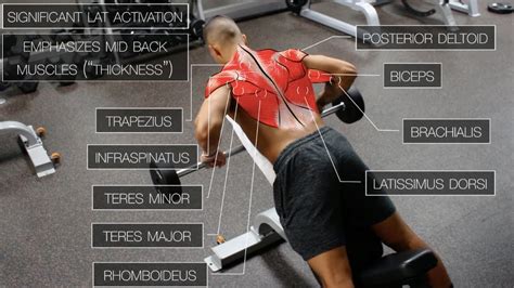 Since learning anatomy is not your primary objective, this is a conceptual view of the back muscles. The Best Science-Based Back Workout (TARGET EVERY MUSCLE ...