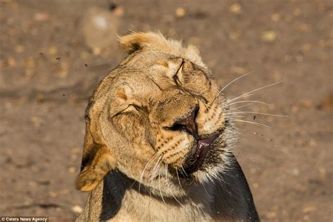 Lioness Pulls Hilarious Facial Expressions As She Tries To Shake Off A