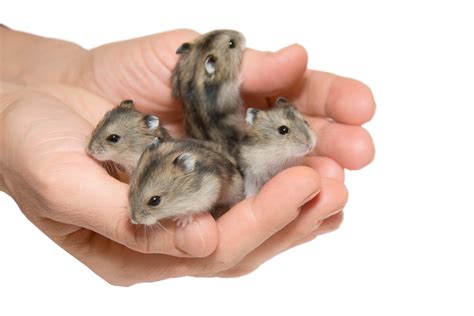 Facts About Dwarf Hamsters Cute Things Come In Small Packages Pet Ponder