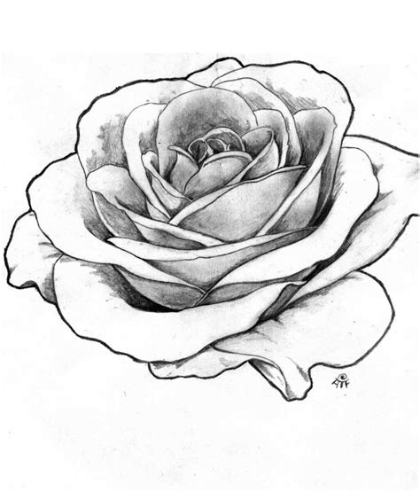 Shaded Rose Drawing At Getdrawings Free Download