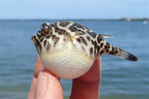 Worlds Smallest Fish