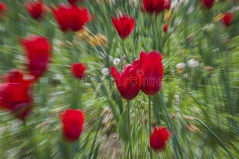 Abstract Motion Blur Of Flowers Tulips Stock Image Image Of Blooming