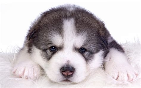 Entre y conozca nuestras increíbles ofertas y promociones. Alaskan Malamute Young Puppy HD Wallpaper | Background ...