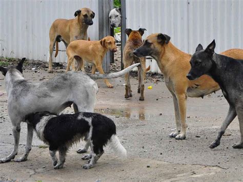 Perros En Adopción Conoce Algunos Lugares Para Protegerlos Dónde Ir