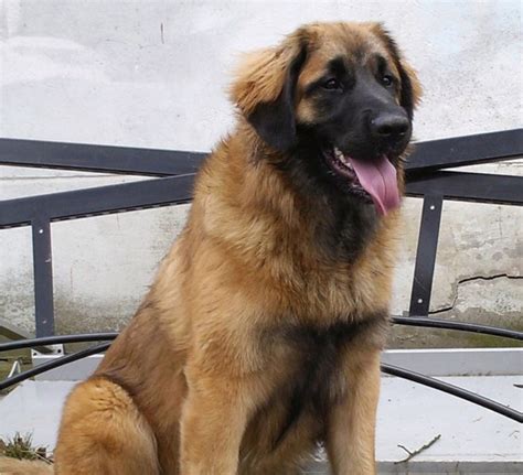 Oakridge leonbergers bill hughes p.o. Leonberger Photos Pictures Leonbergers - Page 1