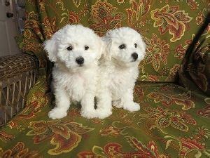 Use the search tool below and browse adoptable bichon frises! Bichon Frise Puppies For Sale | Rochester, MN #329647