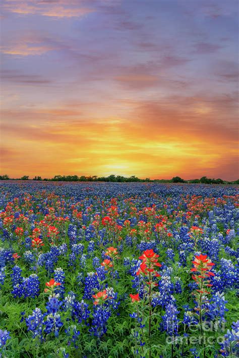 Vibrant Wildflowers At Sunset Vertical Photograph By Bee Creek