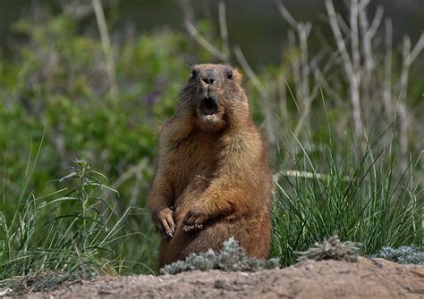 Bubonic Plague Eating Raw Marmot Kidneys Caused Black Death Of Couple