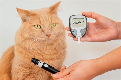Diabetes In Cats Symptoms Of Feline Diabetes Kong Club