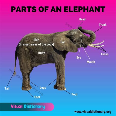 Elephant Parts Great List Of 12 Parts Of An Elephant Visual Dictionary