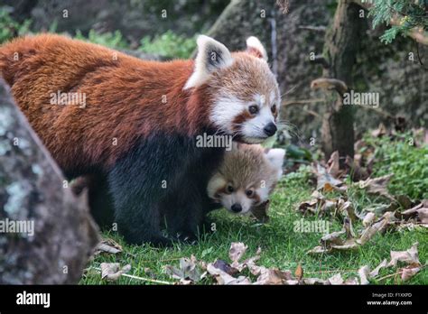 Red Pandas Are Primarily Herbivores Hi Res Stock Photography And Images