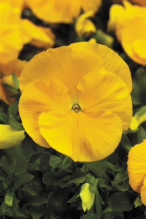 Pansy Delta Premium Pure Golden Yellow Flaura N Company Greenhouse