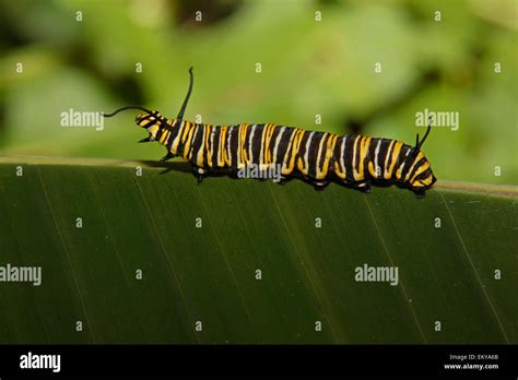 Monarch Butterfly Caterpillar Danaus Plexippus Stock Photo Alamy