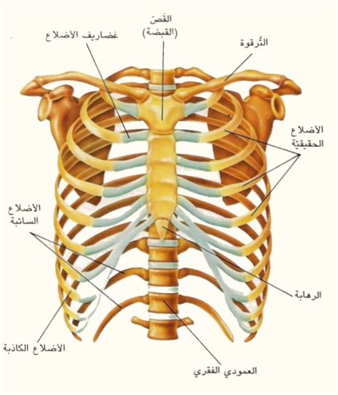 عظام القفص الصدري