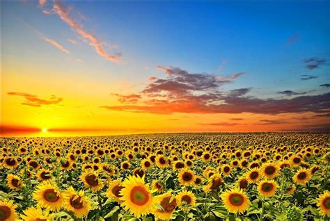 1000 Wooden Puzzles Beautiful Scenery Sunflowers 1500 Sunflower Flower Sunflower Sun Flowers On