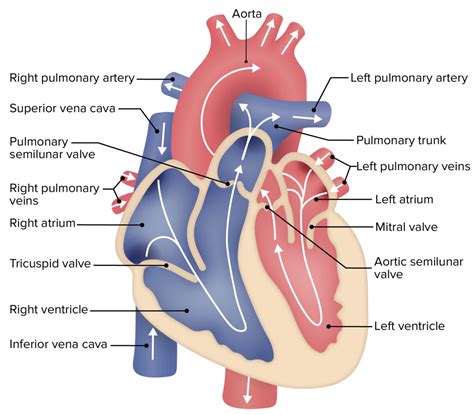 Structure Of Heart And Blood Circulation How The Heart Works The