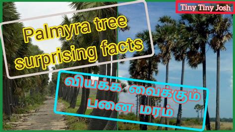 Palmyra tree surprising facts in tamil |வியக்க வைக்கும் பனை மரத்தின்