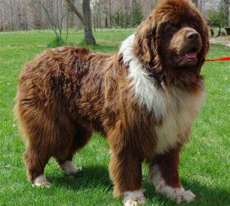Newfoundland Dog Made Famous By Barrie In Peter Pan Brown