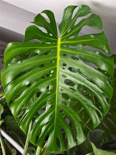 10 Most Beautiful Non Blooming Green Indoor Plants With Attractive