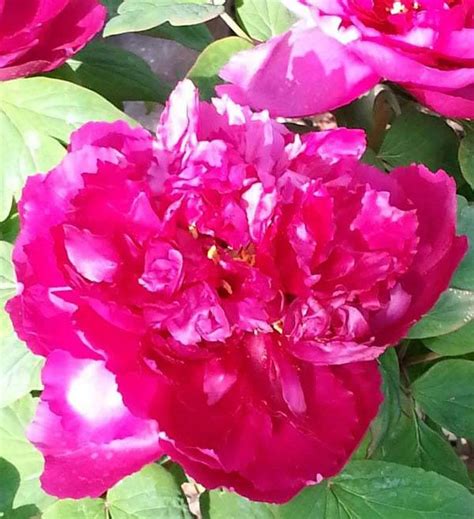 Combine comfort and style with our selection of luxury decorative cushions. Tree Peonies For Sale UK. Buy Tree Peony Online