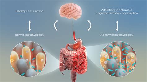 How Gut Bacteria Impact Human Emotions Scientific Animations