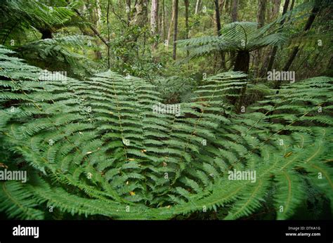Tree Ferns South Island New Zealand Stock Photo Alamy