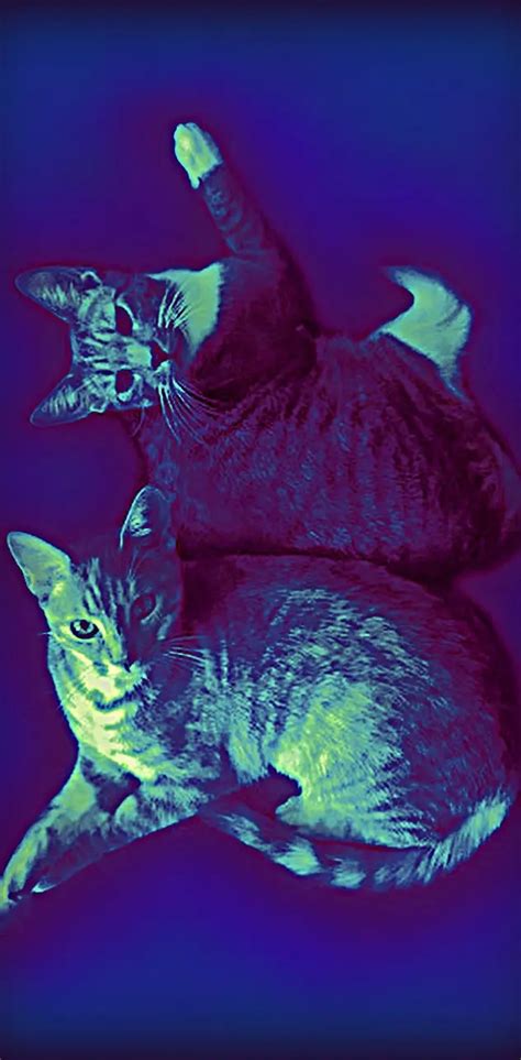 Purple Blue Cats Wallpaper By 1artfulangel Download On Zedge 9c3d