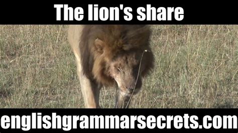 Lion Share English Phrases Lion Phrase