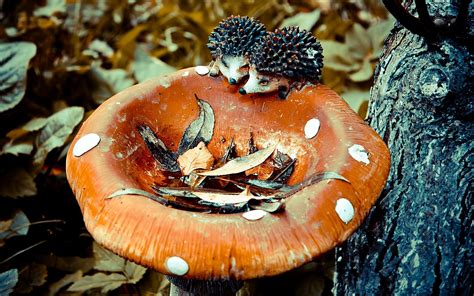 Artificial Mushroom Photography Tree Forest Mushroom Wallpapers Hd